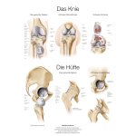 Chart The knee / The hip (DE), 50x70cm