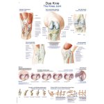 Chart The knee, 50x70cm