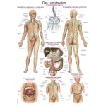Chart The lymphatic system, 70x100cm