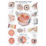 Chart The human eye, 50x70cm