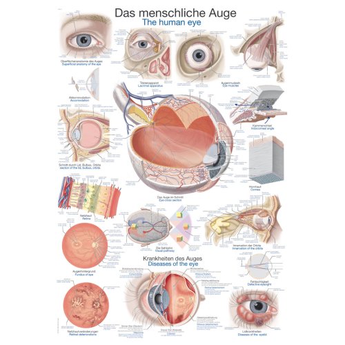 Lehrtafel "Das menschliche Auge", 70x100cm