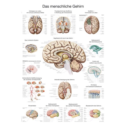 Chart The human brain (german), 50x70cm