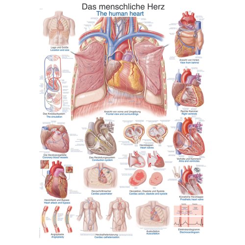 Chart The human heart, 70x100cm