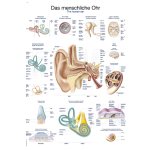 Lehrtafel "Das menschliche Ohr", 70x100cm