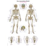 Chart The human skeleton, 50x70cm