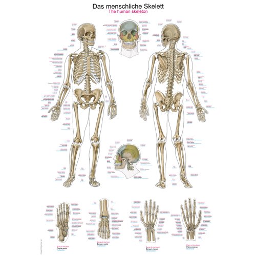 Chart The human skeleton, 70x100cm