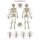 Chart The human skeleton, 70x100cm