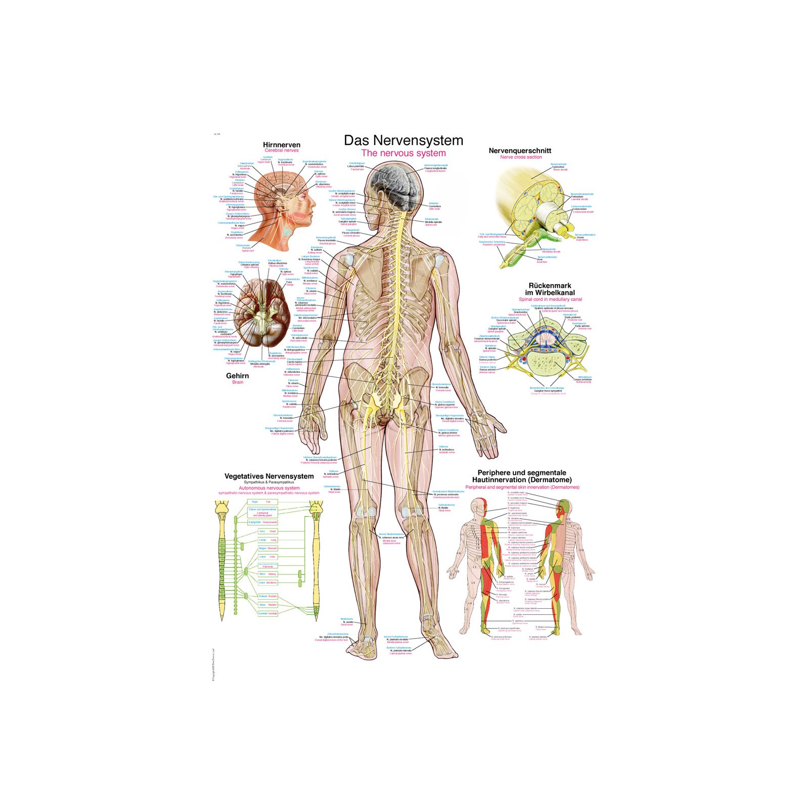Chart The nervous system, 50x70cm