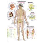 Chart The nervous system, 50x70cm