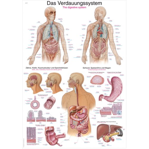 Lehrtafel "Das Verdauungssystem", 70x100cm