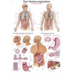 Chart The digestive system, 70x100cm