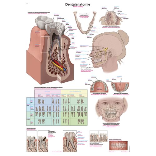 Lehrtafel "Dentalanatomie"