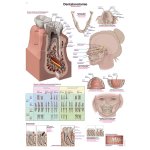Chart Dental anatomy, 50x70cm