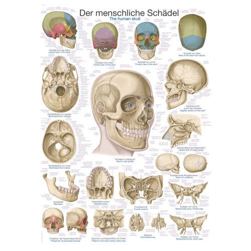 Lehrtafel "Der Schädel"