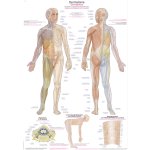 Chart Dermatomes, 50x70cm
