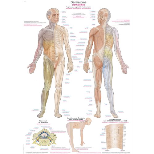 Lehrtafel "Dermatome", 70x100cm