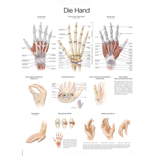 Lehrtafel "Die Hand", 70x100cm