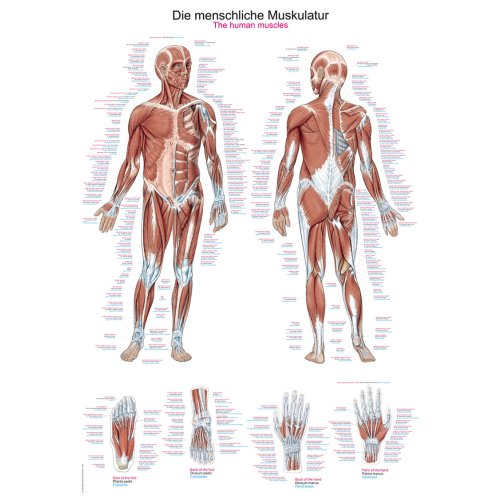 Lehrtafel "Die menschliche Muskulatur", 50x70cm