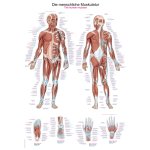 Chart The human muscles, 50x70cm