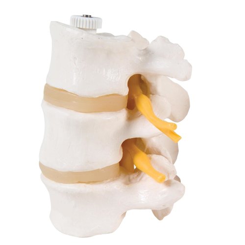 3 Lumbar Vertebrae, Flexibly Mounted - 3B Smart Anatomy