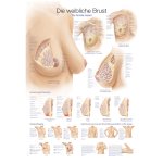 Chart The female breast
