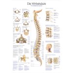 Chart The vertebral column, 50x70cm