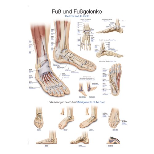 Chart Foot and Ankle, 50x70cm
