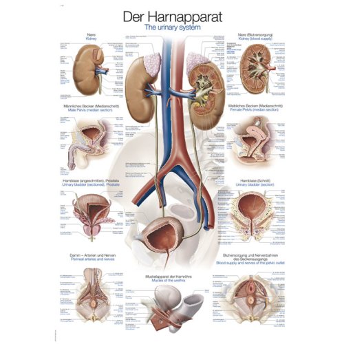 Chart Urinary system, 50x70cm