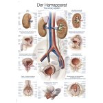 Lehrtafel "Harnapparat", 50x70cm