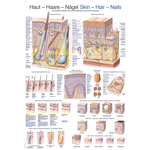 Chart Skin-Hair-Nails