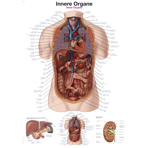 Lehrtafel "Innere Organe", 50x70cm