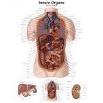 Chart Internal organs, 50x70cm