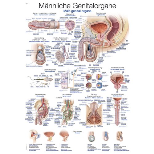 Chart Male genital organs