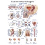 Lehrtafel "Männliche Genitalorgane", 50x70cm