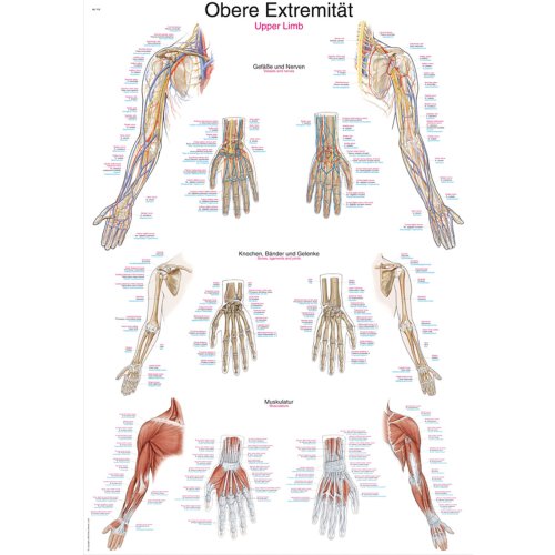 Lehrtafel "Obere Extremität"