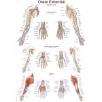 Chart Upper Limb, 50x70cm