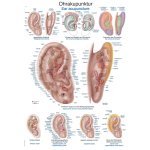 Chart Ear acupuncture, 70x100cm