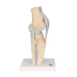 Gelenkschnitt-Modell des Knies, 3-tlg - 3B Smart Anatomy