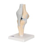 Gelenkschnitt-Modell des Knies, 3-tlg - 3B Smart Anatomy