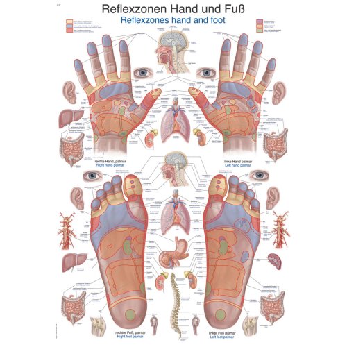 Chart Reflexzones hand and foot, 70x100cm