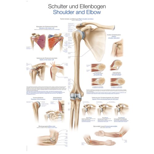 Chart Shoulder and Elbow, 50x70cm