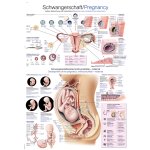 Chart Pregnancy