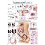 Lehrtafel &quot;Schwangerschaft&quot;