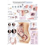 Chart Pregnancy, 70x100cm