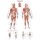 Chart Trigger points, 50x70cm