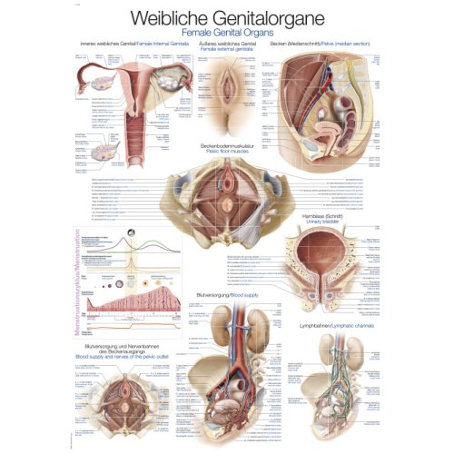 Chart female genital organs, 50x70cm