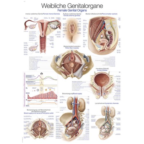 Lehrtafel "Weibliches Genital", 70x100cm