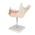 Half Lower Jaw Model, 3x magnified, 6 part - 3B Smart Anatomy