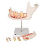 Half Lower Jaw Model, 3x magnified, 6 part - 3B Smart Anatomy