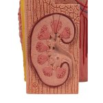 Kidney Model 3B MICROanatomy - 3B Smart Anatomy